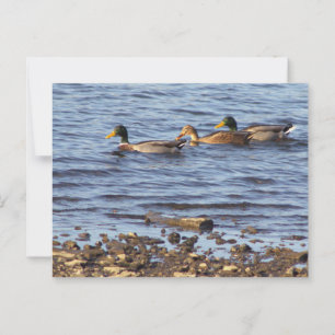 Mallard Ducks Postcard Postkarte