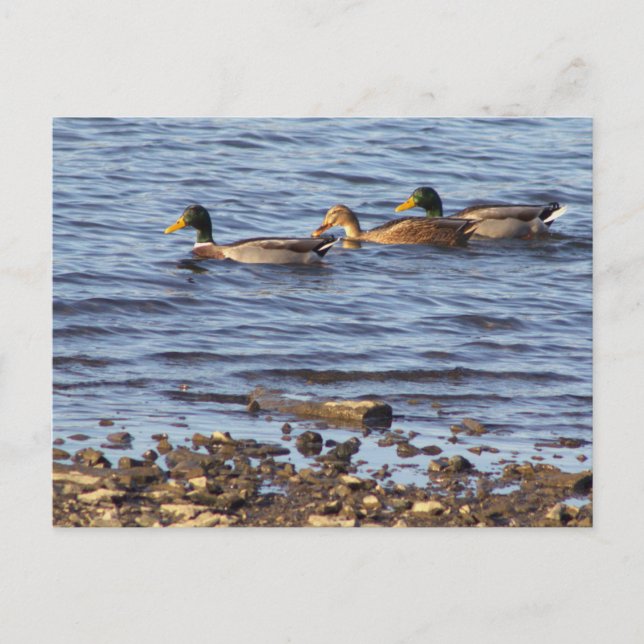 Mallard Ducks Postcard Postkarte (Vorderseite)