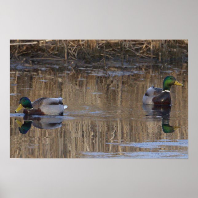 Mallard Ducks Poster (Vorne)