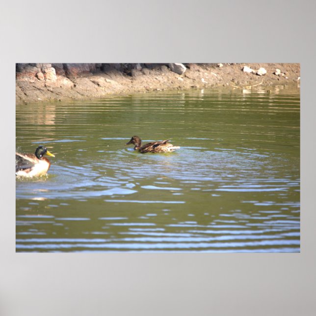 Mallard Ducks Poster (Vorne)
