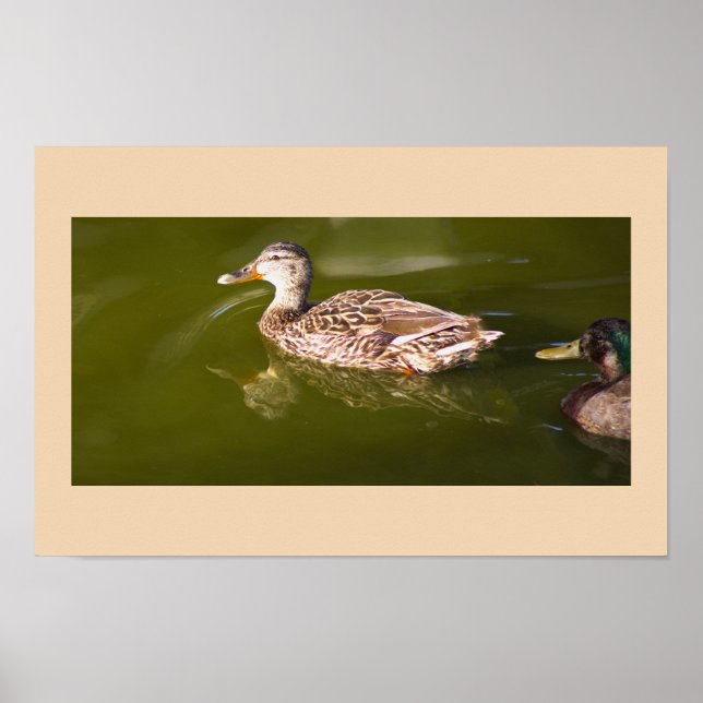Mallard Ducks Poster (Vorne)