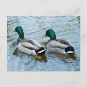Mallard Ducks Postkarte