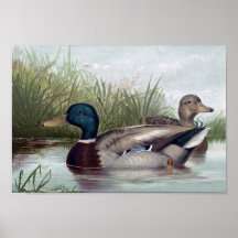 Mallard Ducks Print Choose Size