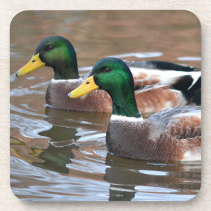 Mallard Ducks Untersetzer