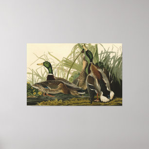 Mallard Enck von Audubon's Birds of America Leinwanddruck
