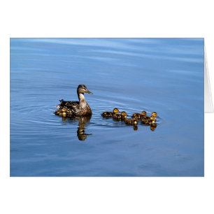Mallard Encks