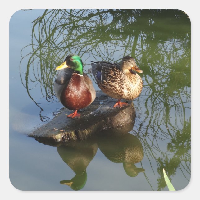 Mallard Encks #2 Stickers (Vorderseite)