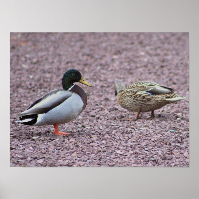 Mallard Encks Foto Poster (Vorne)
