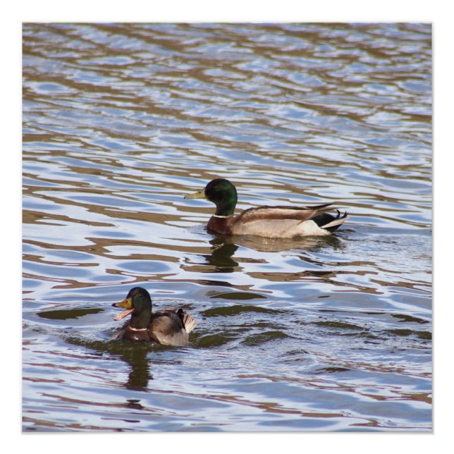 Mallard Encks Foto Poster (Vorderseite)