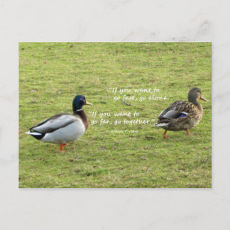Mallard Encks mit afrikanischer Postkarte