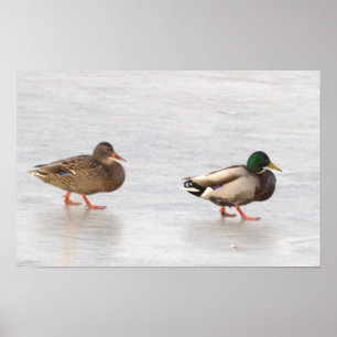 Mallard Encks on Ice Poster