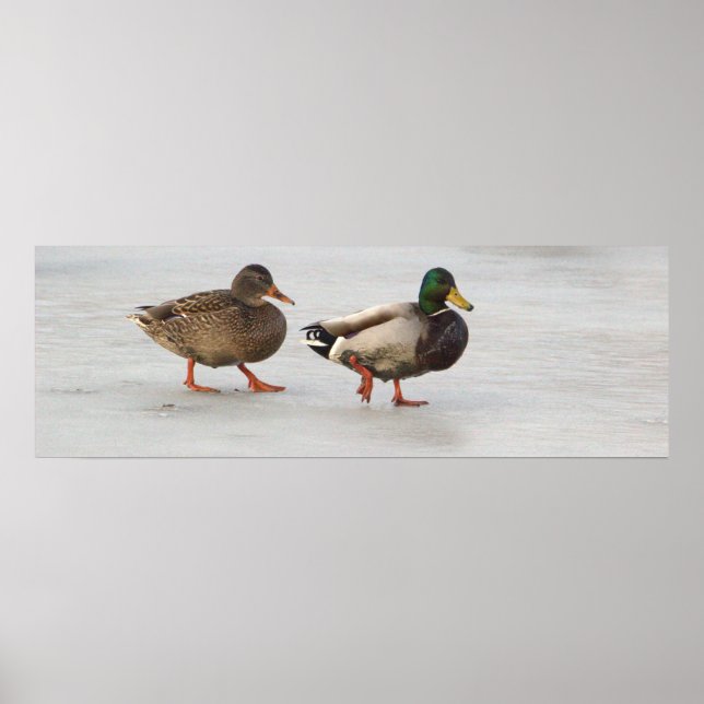 Mallard Encks on Ice Poster (Vorne)