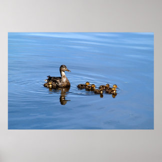 Mallard Encks Poster