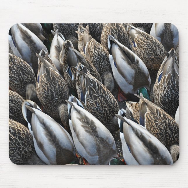 Mallard-Ente-Schwänze Mousepad (Vorne)