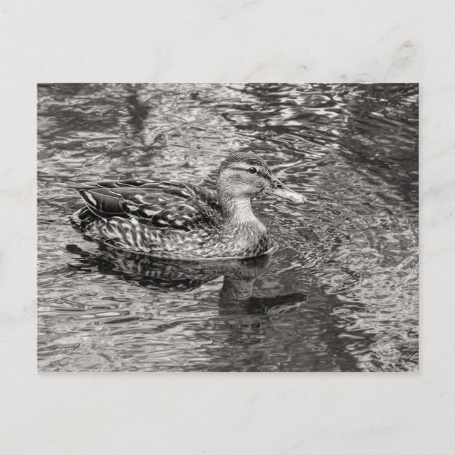 Mallard Ente (weiblich) Warmer Ton Schwarz und Wei Postkarte (Vorderseite)