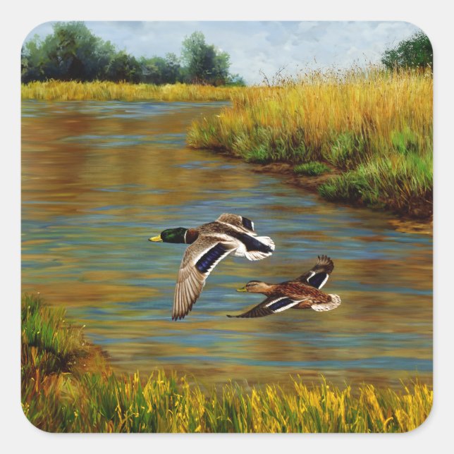 Mallard Enten fliegen über Teich Quadratischer Aufkleber (Vorderseite)