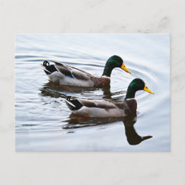 Mallard Enten in Wasser Postkarte