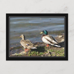 Mallard Entenpaar Postkarte