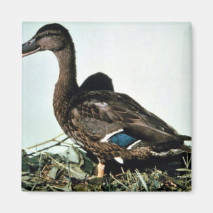 Mallard Female Magnet