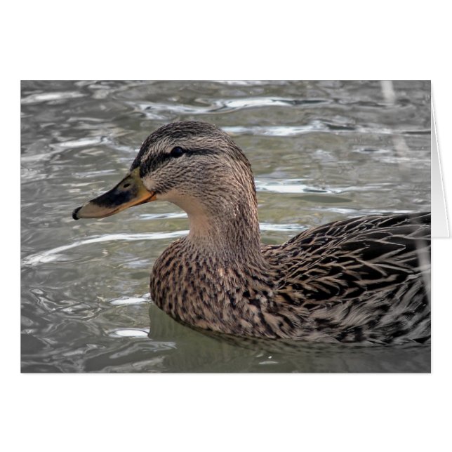 Mallard Hen (Vorderseite (Horizontal))