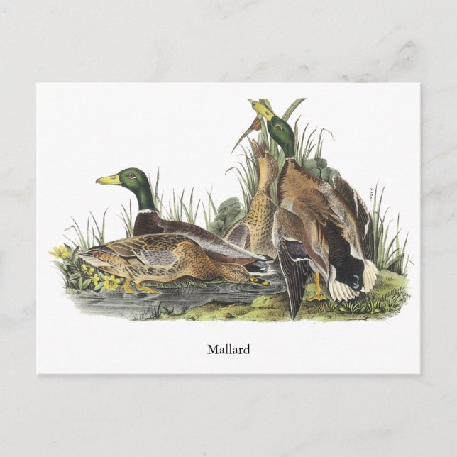 Mallard, John Audubon Postkarte (Vorderseite)