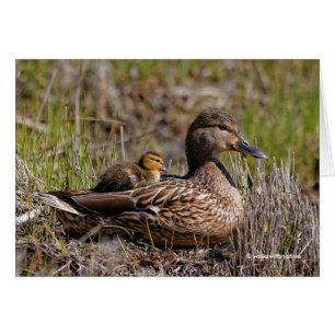 Mallard-Mama mit integriertem Duckling