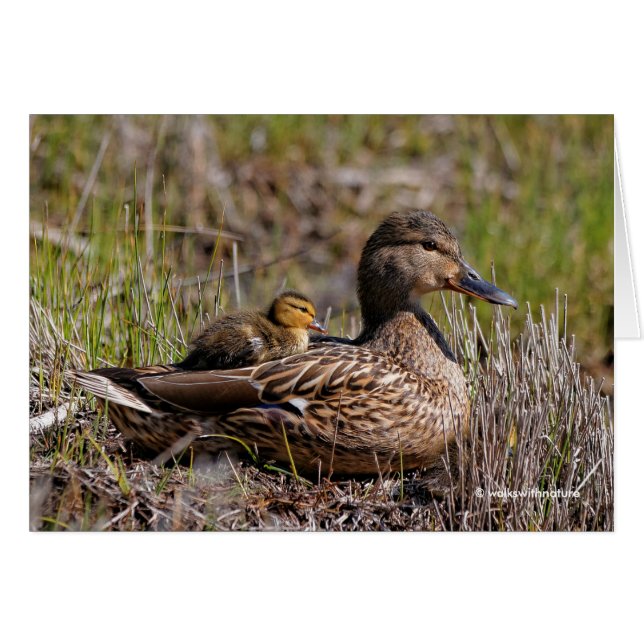 Mallard-Mama mit integriertem Duckling (Vorderseite (Horizontal))