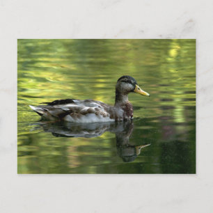 Mallard Mirrored auf grünem Wasser Postkarte