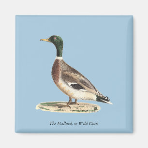 Mallard oder Wilde Ente (Anas platyrhynchos) Magnet