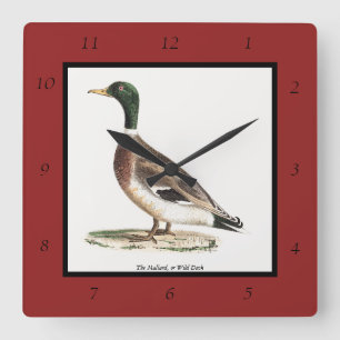 Mallard oder Wilde Ente (Anas platyrhynchos) Quadratische Wanduhr