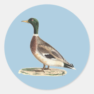 Mallard oder Wilde Ente (Anas platyrhynchos) Runder Aufkleber