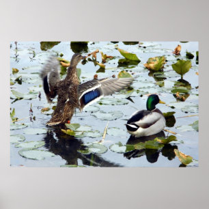 Mallard Pair in den Lily Pads Poster