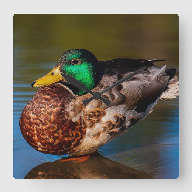 Mallard Portrait Quadratische Wanduhr (Vorderseite)