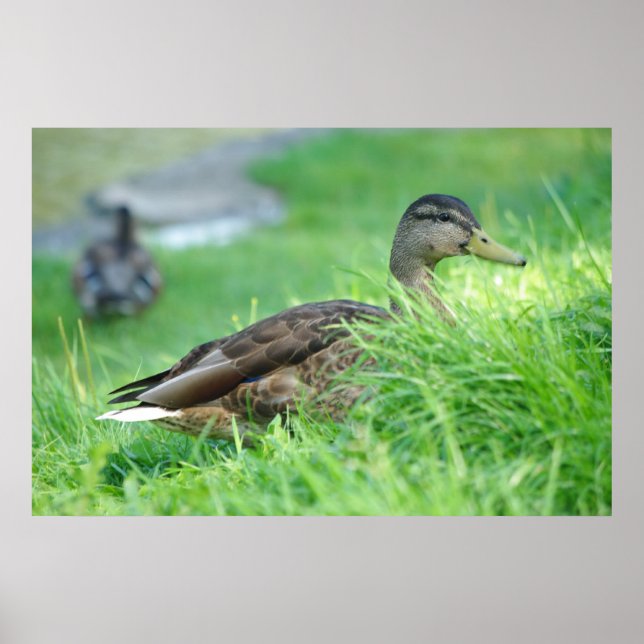 Mallard Poster (Vorne)