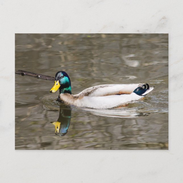 Mallard Postkarte (Vorderseite)