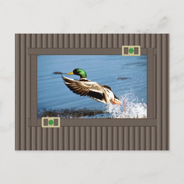 Mallard Postkarte (Vorderseite)