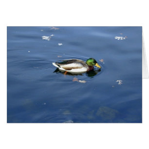 Mallard Shimmer-Karte