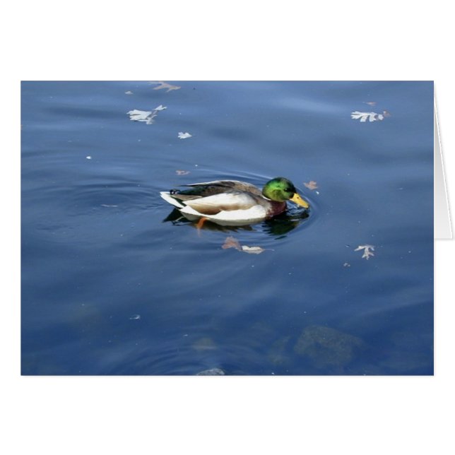 Mallard Shimmer-Karte (Vorderseite (Horizontal))