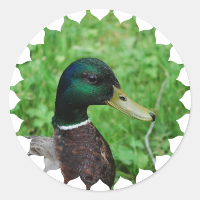 Mallard Stickers (Vorderseite)
