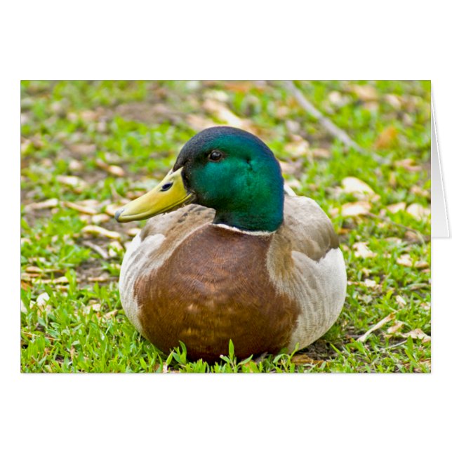 Mallard the Duck (Vorderseite (Horizontal))