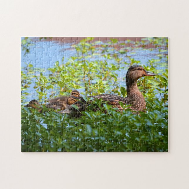 Mallard und Ducklings Swimming by Shirley Taylor (Horizontal)