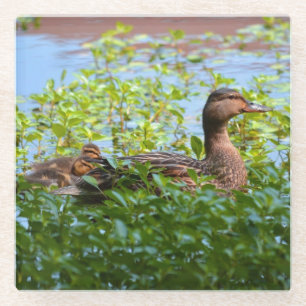 Mallard und Ducklings Swimming by Shirley Taylor Glasuntersetzer