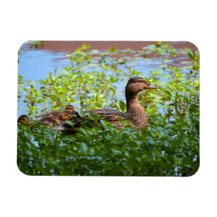 Mallard und Ducklings Swimming by Shirley Taylor Magnet