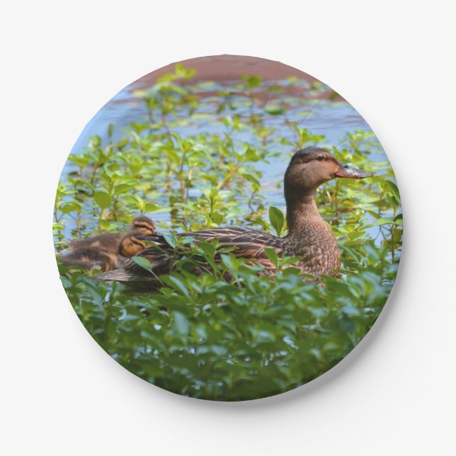Mallard und Ducklings Swimming by Shirley Taylor Pappteller (Vorderseite)