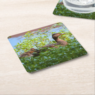 Mallard und Ducklings Swimming by Shirley Taylor Rechteckiger Pappuntersetzer