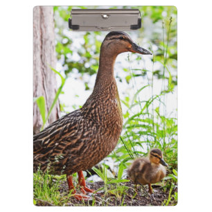 Mallard und Ducklings von Shirley Taylor Klemmbrett
