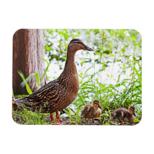 Mallard und Ducklings von Shirley Taylor Magnet