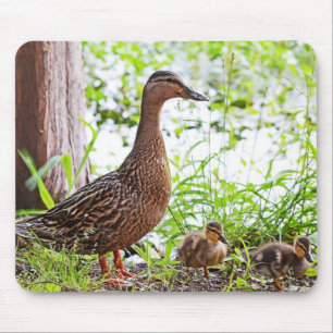 Mallard und Ducklings von Shirley Taylor Mousepad