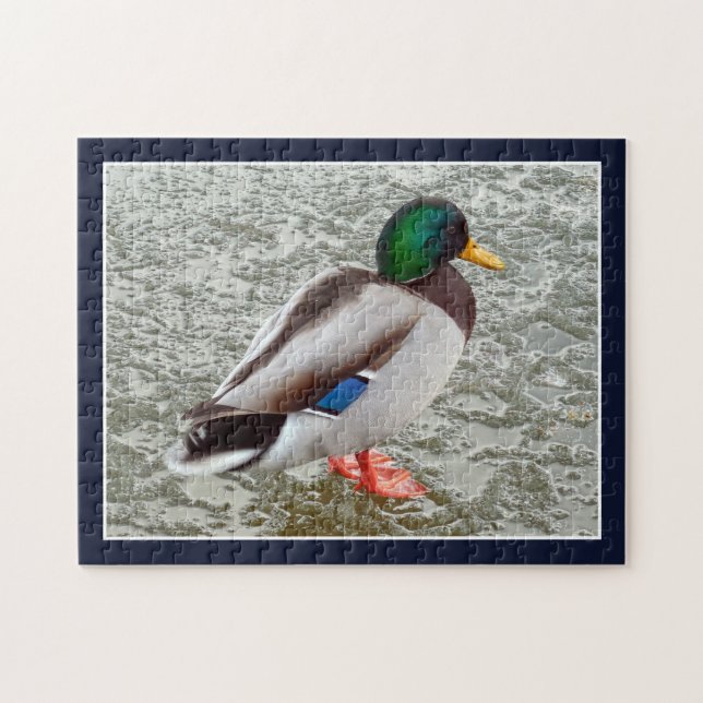Mallard Wild Duck On Frozen Lake (Horizontal)