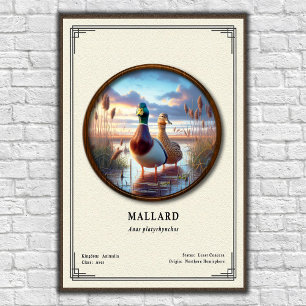 Mallard-Zoologie-Serienposter Poster